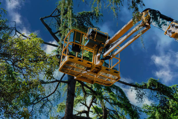 Best Tree Maintenance Programs  in Auburn, CA